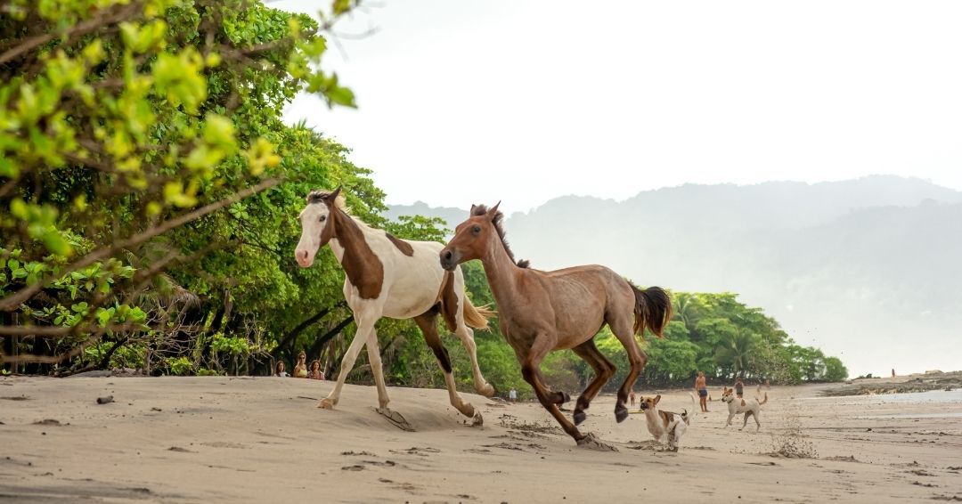 Imagine taking a vacation to Colombia, Costa Rica, Mexico, Guatemala and Hawaii โ all in one Regent Seven Seas Cruise. ๐ณ๏ธ ๐
Book this month and get:
๐ Unlimited Shore Excursions
โ๏ธ Free Roundtrip First-Class Air
๐ Private Transfers on Select Voyages
#TravelBetter #Regent #Cruise #LuxuryCruise